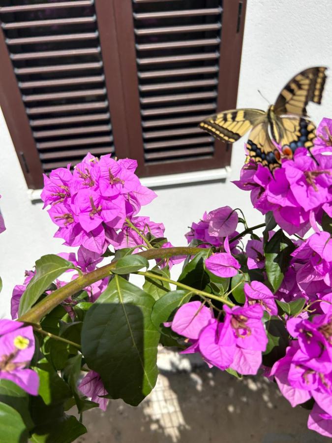 ספליט Garden Apartment Dina With Free Parking מראה חיצוני תמונה